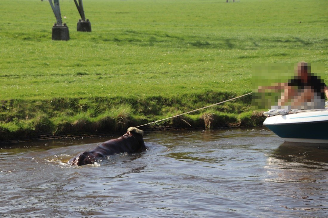 Koe te water Leidsevaart N444 Sassenheim