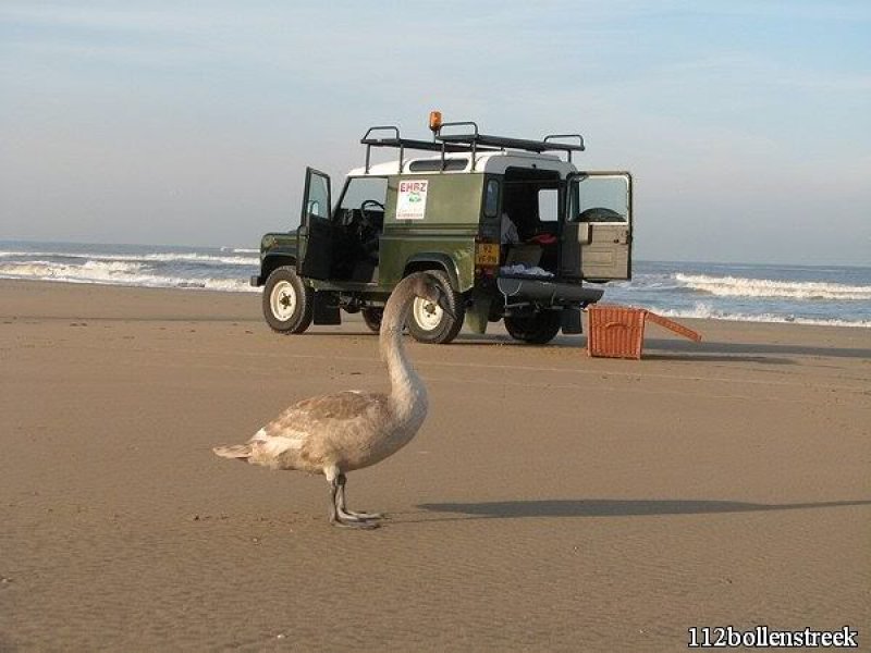 Gezonde zwaan strand Noordwijk