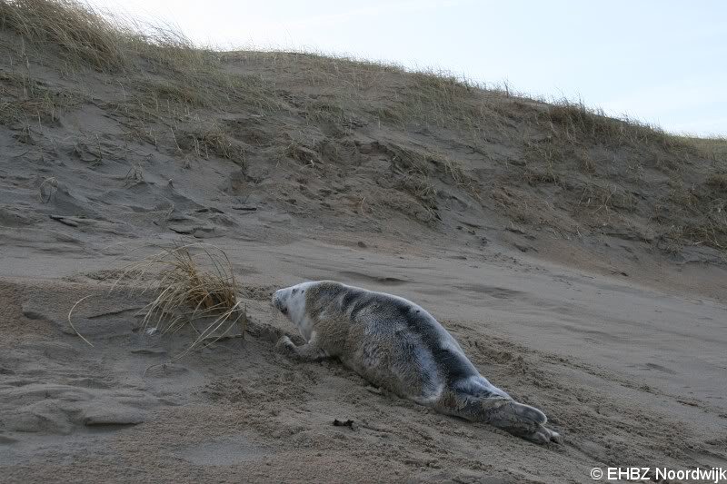 Grijze zeehondenpup Wassenaar