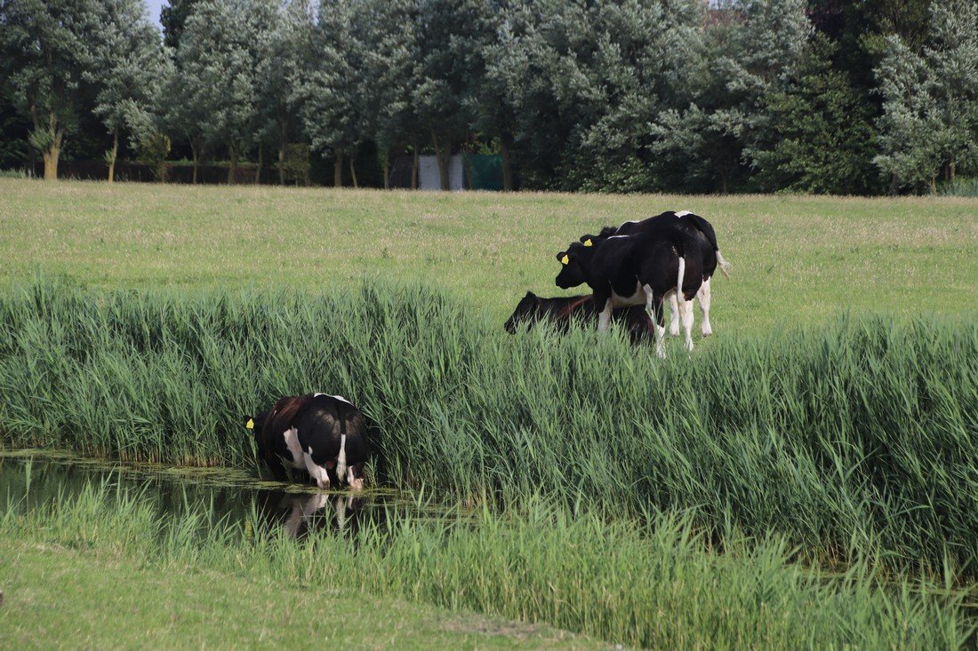 Koe te water Kanaalpad NW Rijnsburg