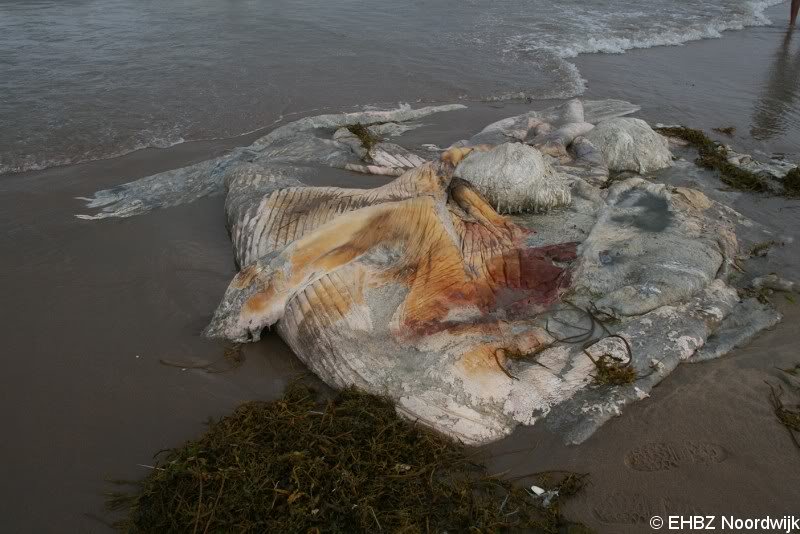 Restanten Bultrug Katwijk