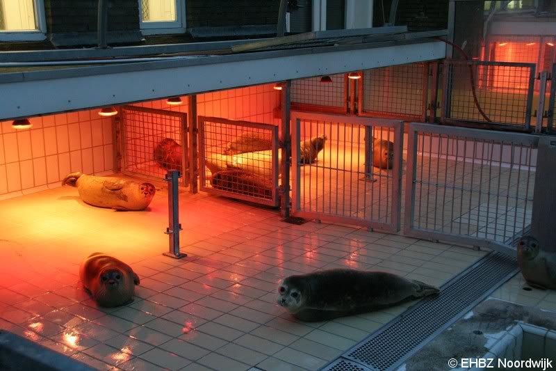 Zeehond aan gespoeld vervolg Pieterburen