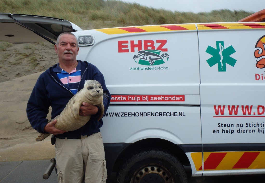 Jonge zeehond Noordwijk