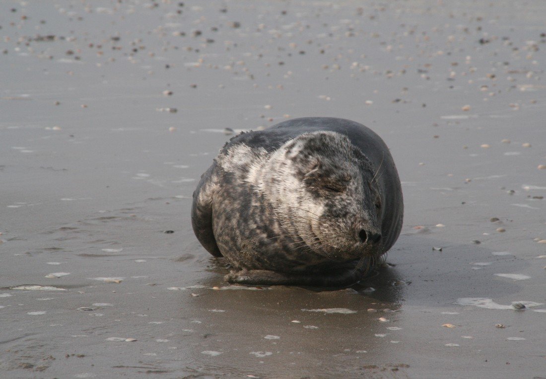 Grijze zeehond Noordwijk