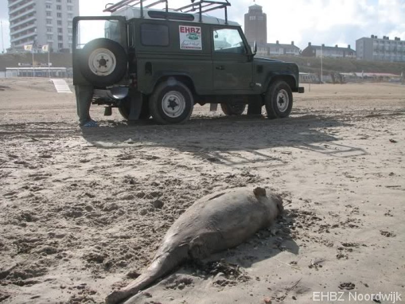 Dode bruinvis Zandvoort