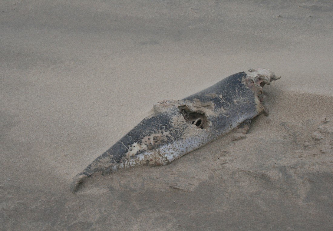 Dode bruinvis Noordwijk