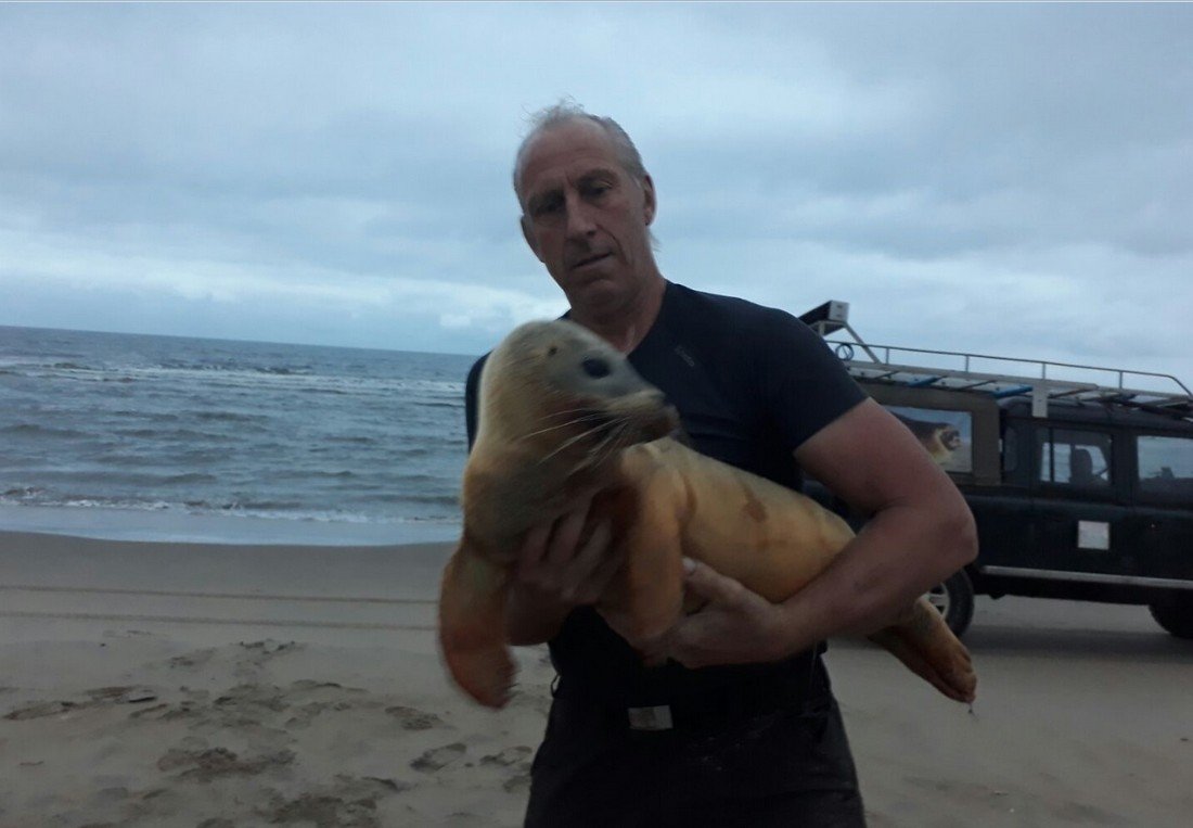 Jonge gewone zeehond Noordwijk.