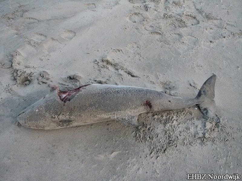 Dode bruinvis Noordwijk