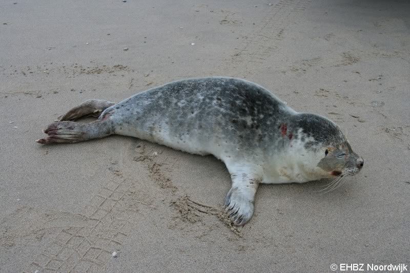 Zeehond aan gespoeld vervolg Pieterburen