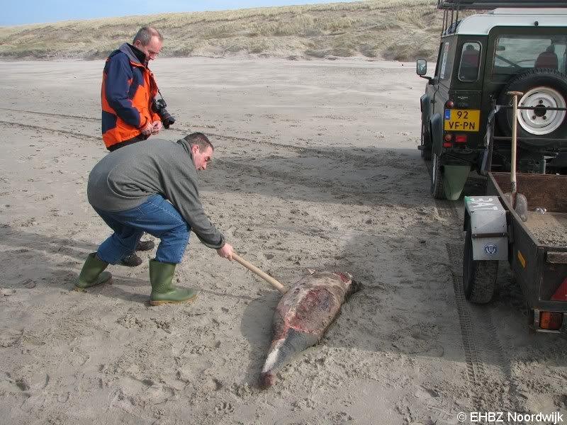 Dode bruinvis Noordwijk