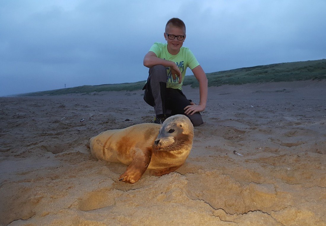 Jonge gewone zeehond Noordwijk.