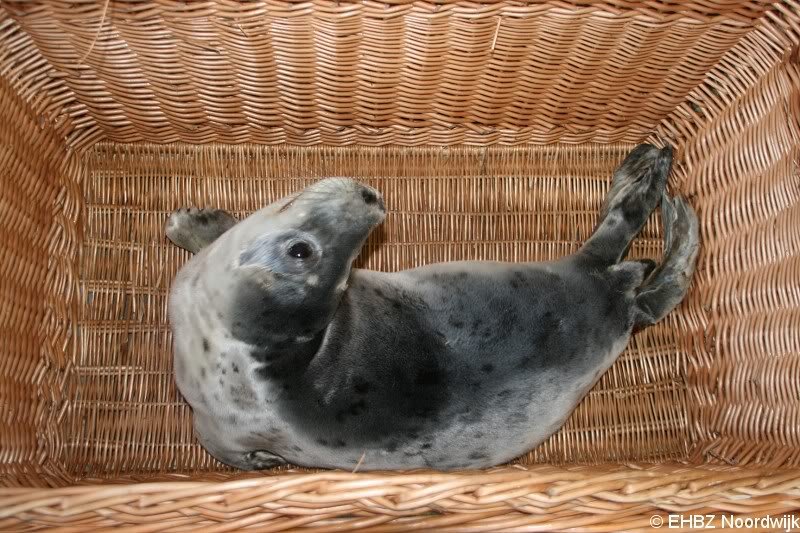 Grijze zeehondenpup Wassenaar