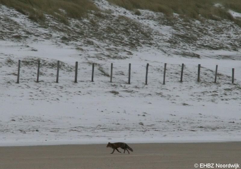 EHBZ spot vos op het strand Noordwijk