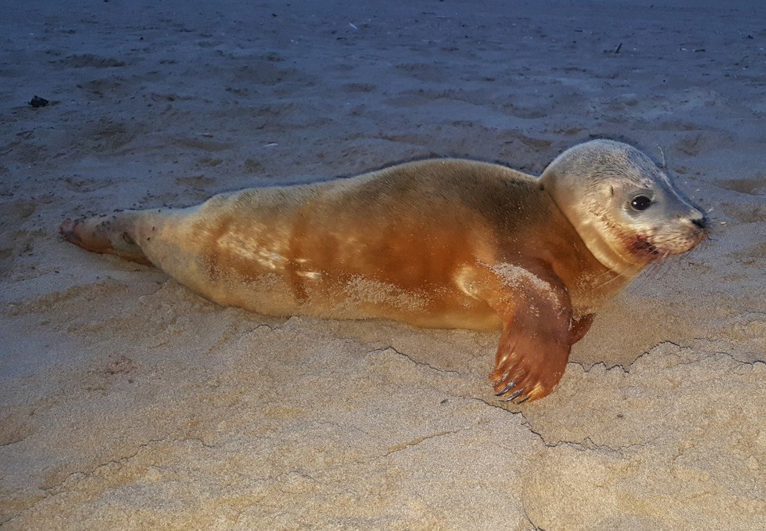 Jonge gewone zeehond Noordwijk.