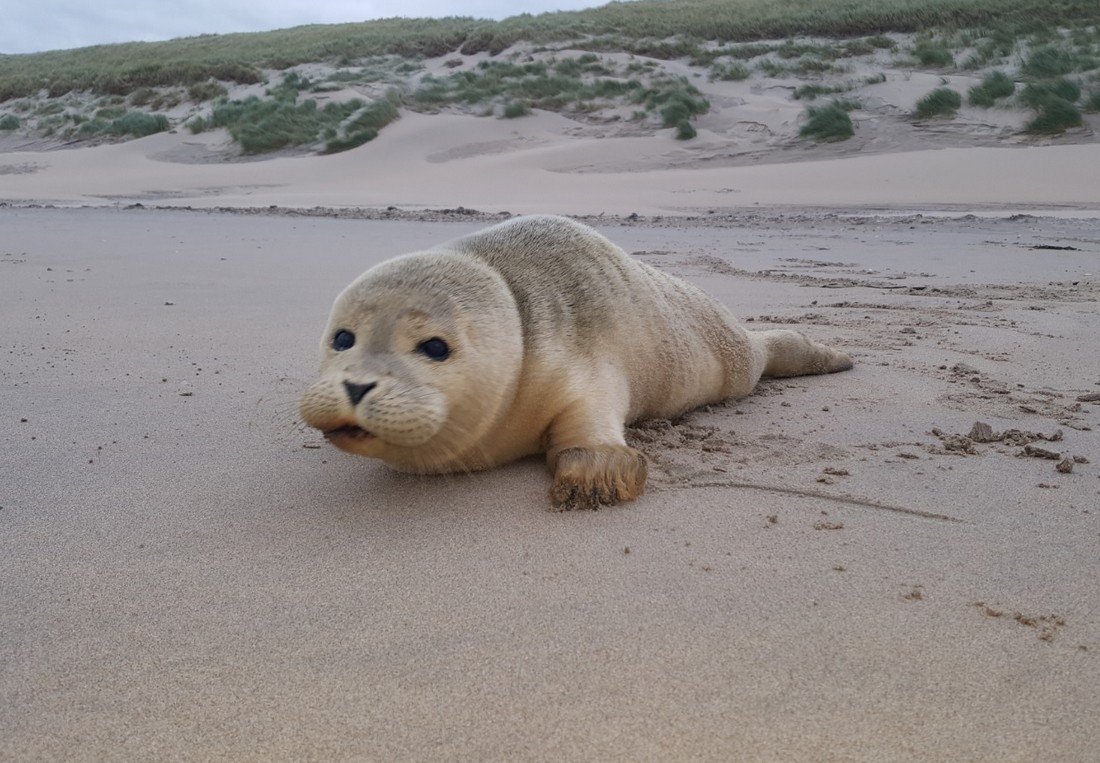 Twee zeehonden naar A Seal