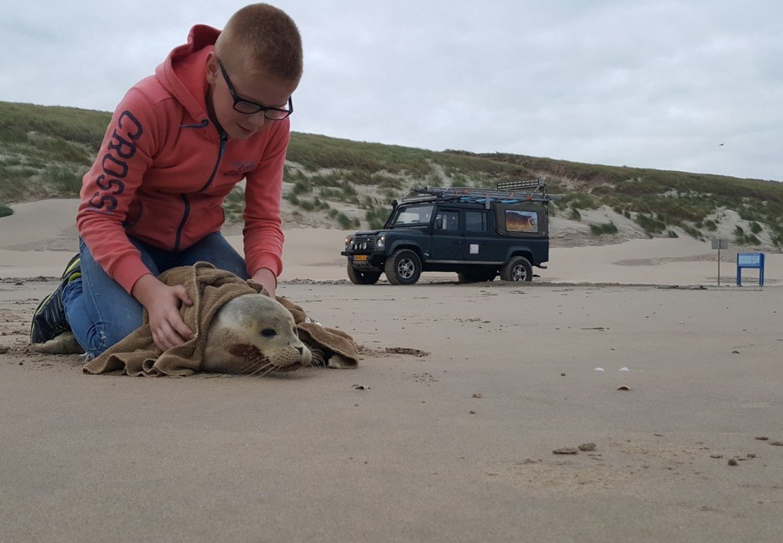 Twee zeehonden naar A Seal