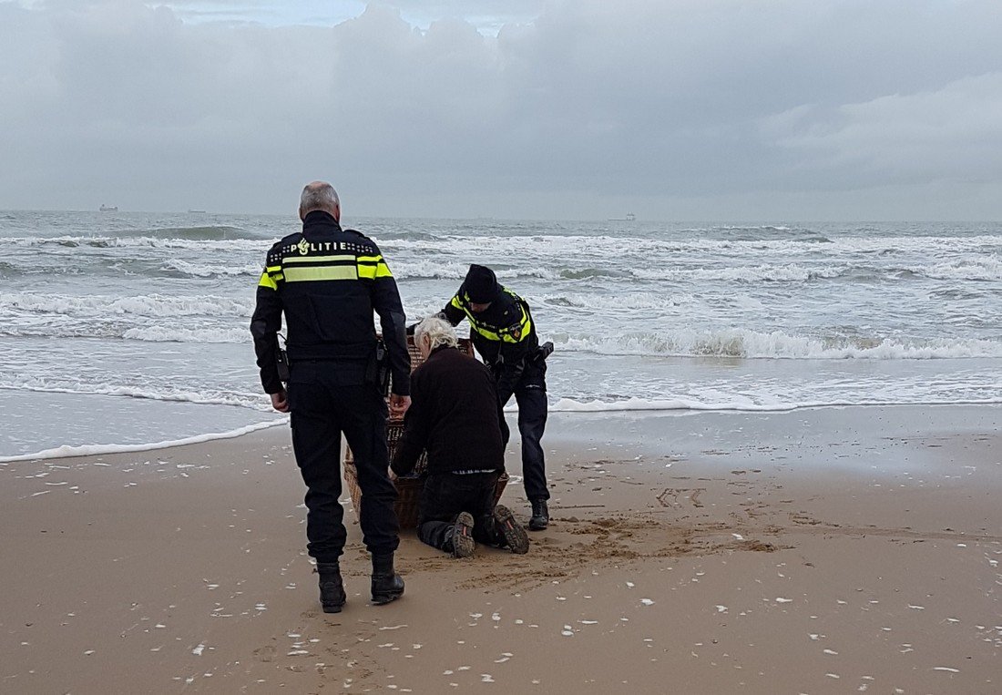 Zeehond Scheveningen