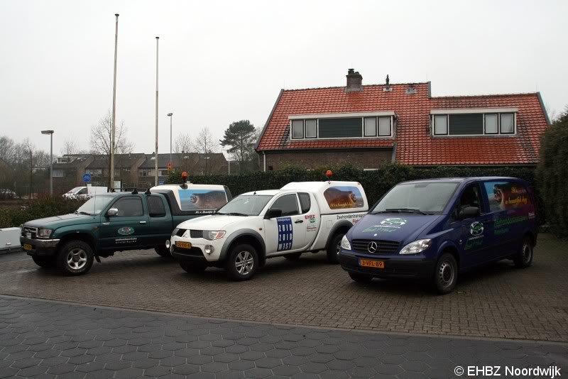 Jonge grijze zeehond Zandvoort