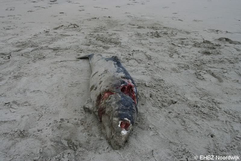 Dode bruinvis Noordwijk