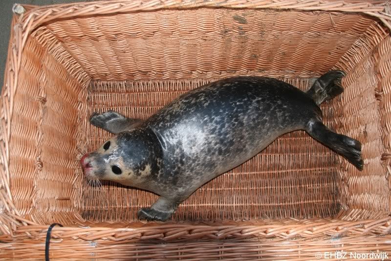 1e zeehond van het jaar gevonden Scheveningen