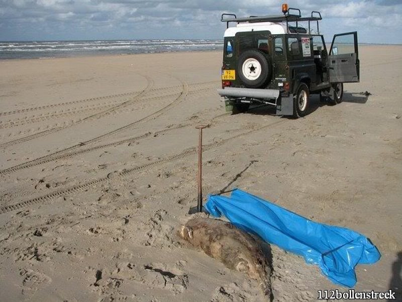 Dode bruinvis Noordwijk