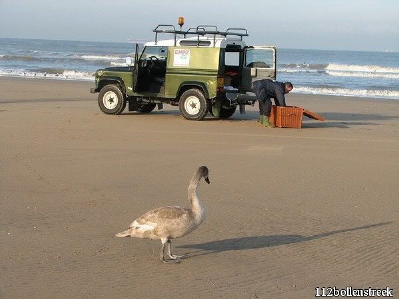 Gezonde zwaan strand Noordwijk