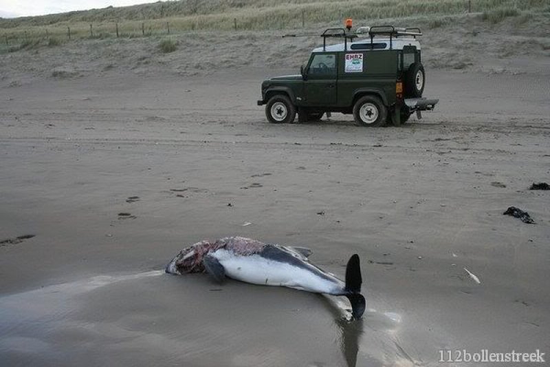 Dode bruinvis Noordwijk