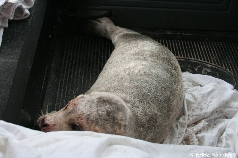 Jonge zeehond op het strand Noordwijk