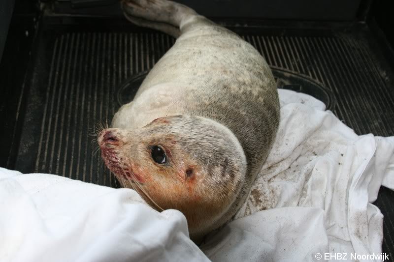 Jonge zeehond op het strand Noordwijk