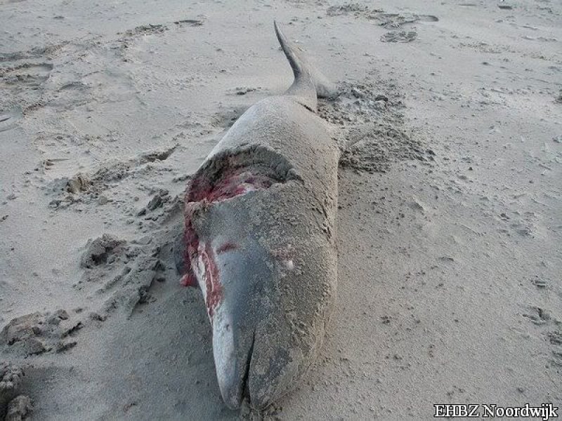 Dode bruinvis Noordwijk