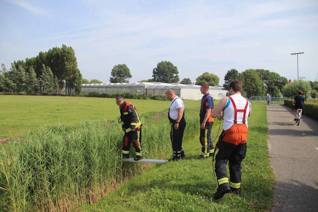 Koe te water Kanaalpad NW Rijnsburg