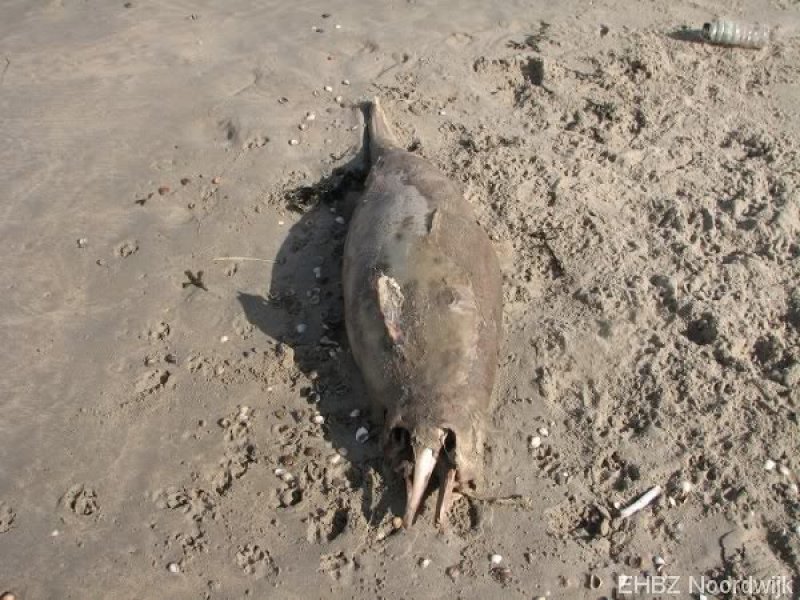 Dode bruinvis Zandvoort