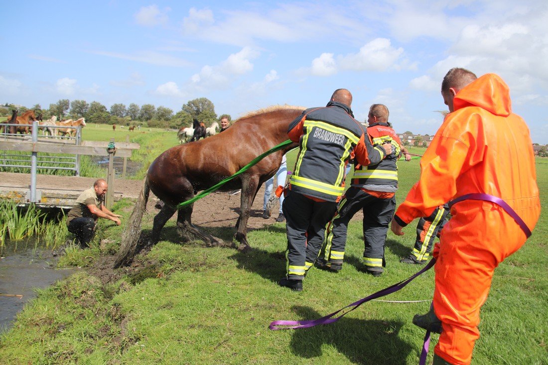 Paard te water Kooltuinweg Valkenburg