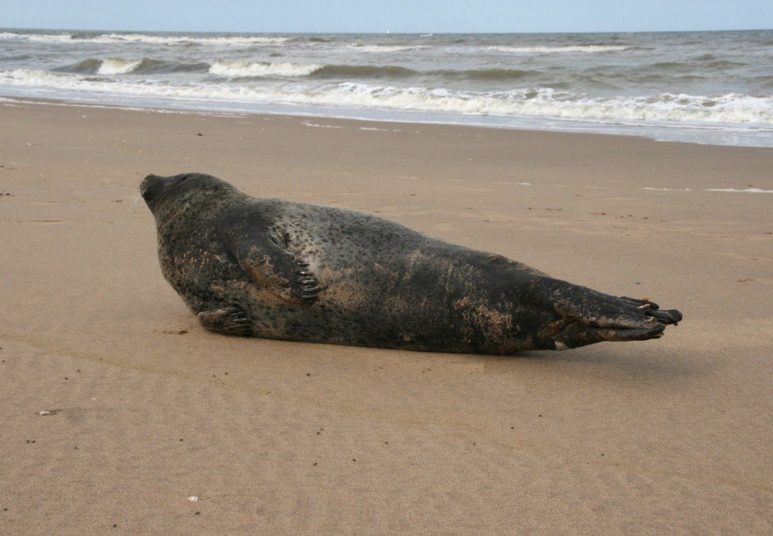 Gewone zeehond Noordwijk