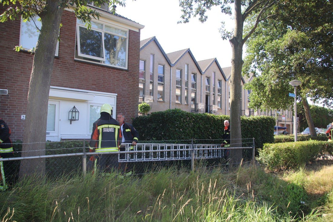 Kat in boom Duinzicht Noordwijk