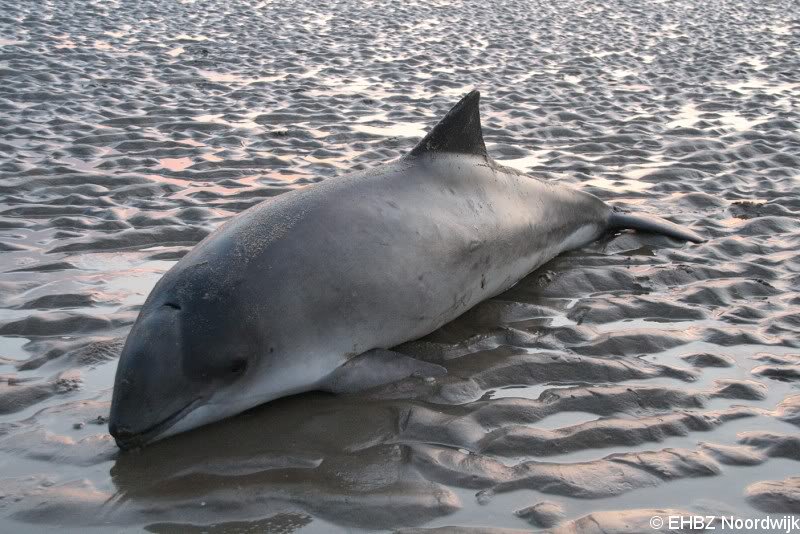 Dode bruinvis Noordwijk