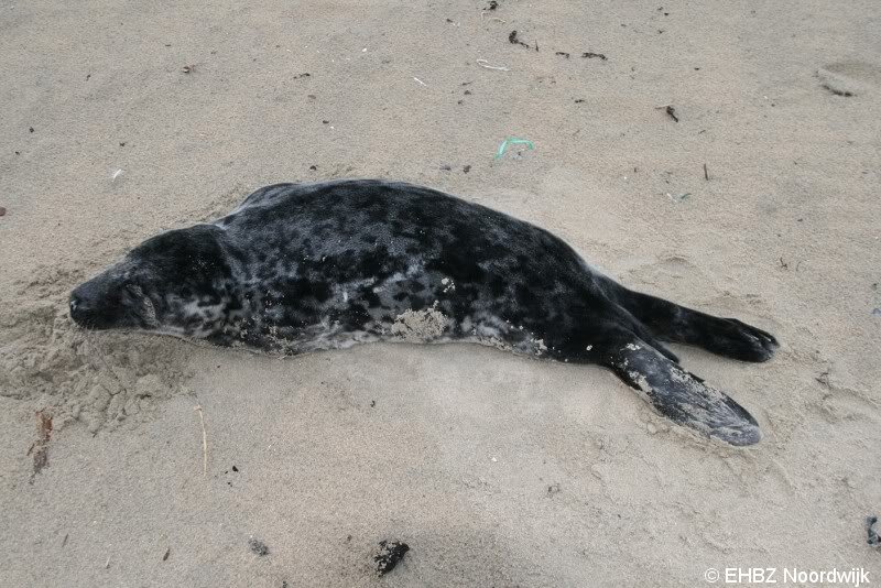 Jonge grijze zeehond Zandvoort