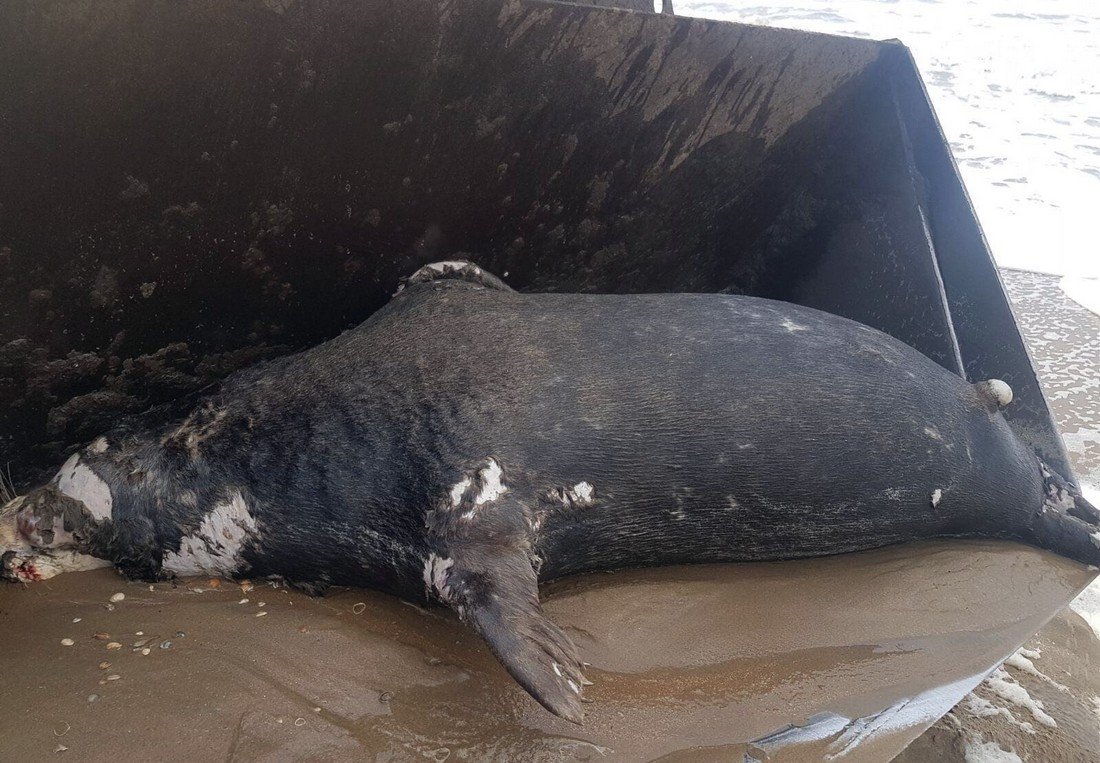 Dode zeehond Wassenaar