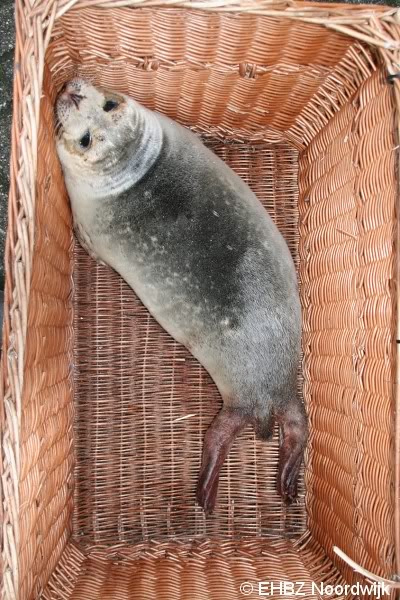 Jonge grijze zeehond Zandvoort