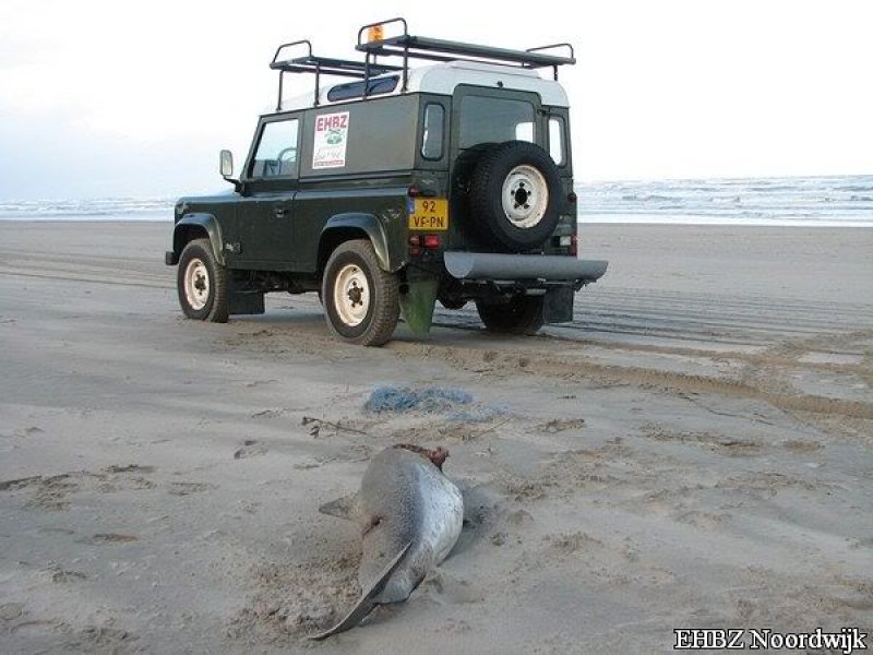 Dode bruinvis Noordwijk