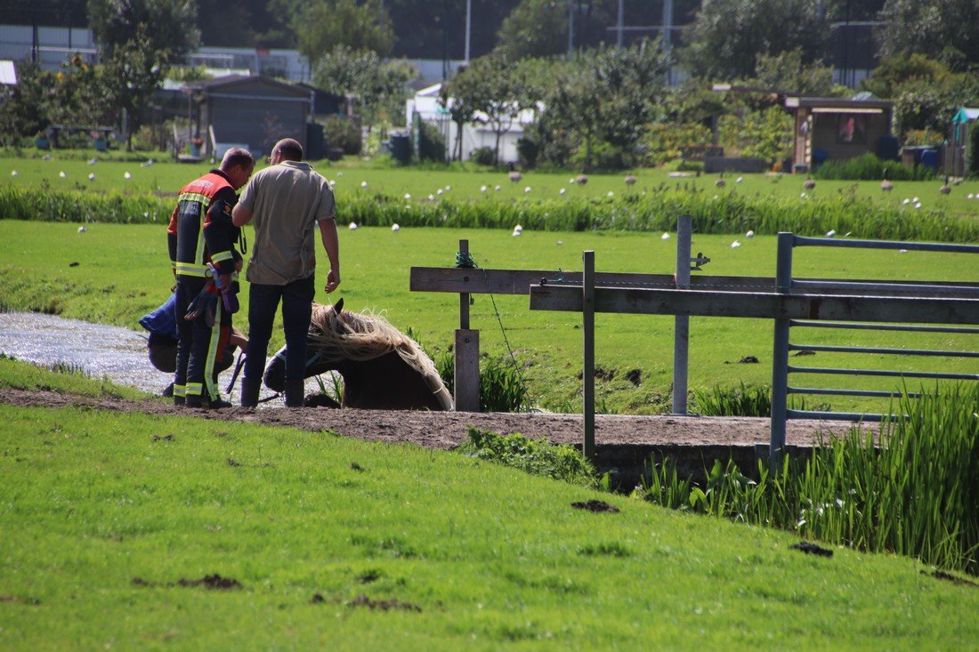 Paard te water Kooltuinweg Valkenburg