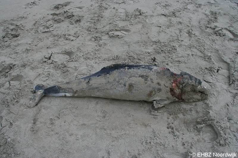 Dode bruinvis Noordwijk