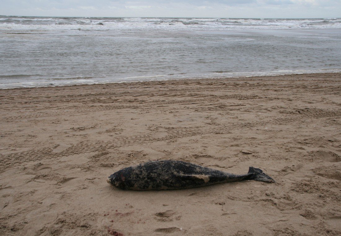 Dode bruinvis Noordwijk