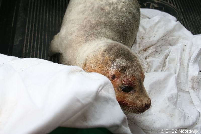 Jonge zeehond op het strand Noordwijk