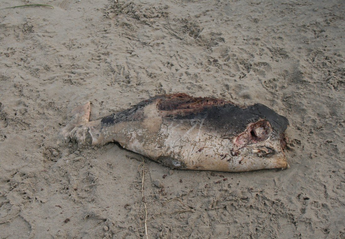 Dode bruinvis IJmuiden