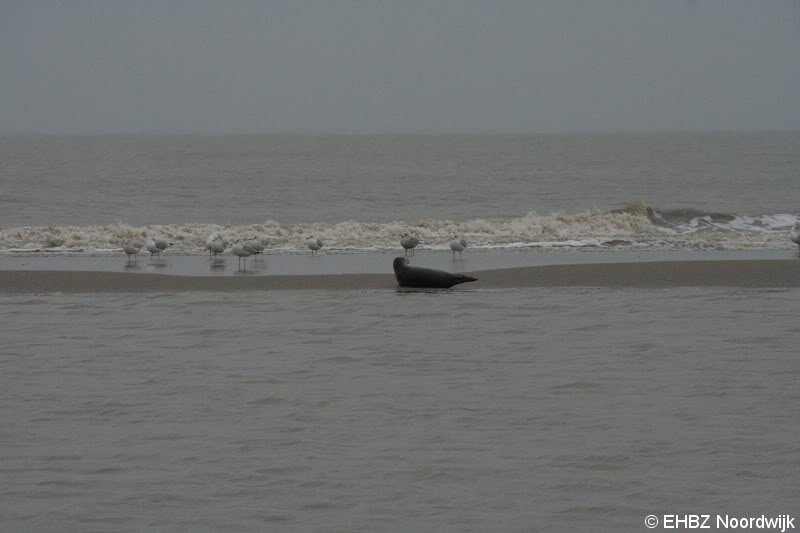 Zeehond aan gespoeld vervolg Pieterburen