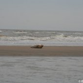 Jonge zeehond op het strand Noordwijk