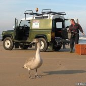 Gezonde zwaan strand Noordwijk