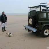 Zeehond aan gespoeld vervolg Pieterburen