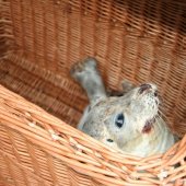 Zeehond aan gespoeld vervolg Pieterburen